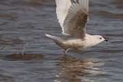 Iceland gull